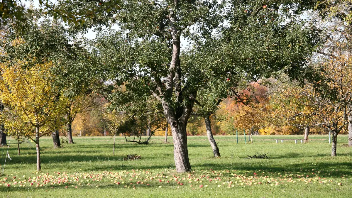 Obstwiesen wie diese werfen genügend Früchte ab, die verarbeitet werden können.
