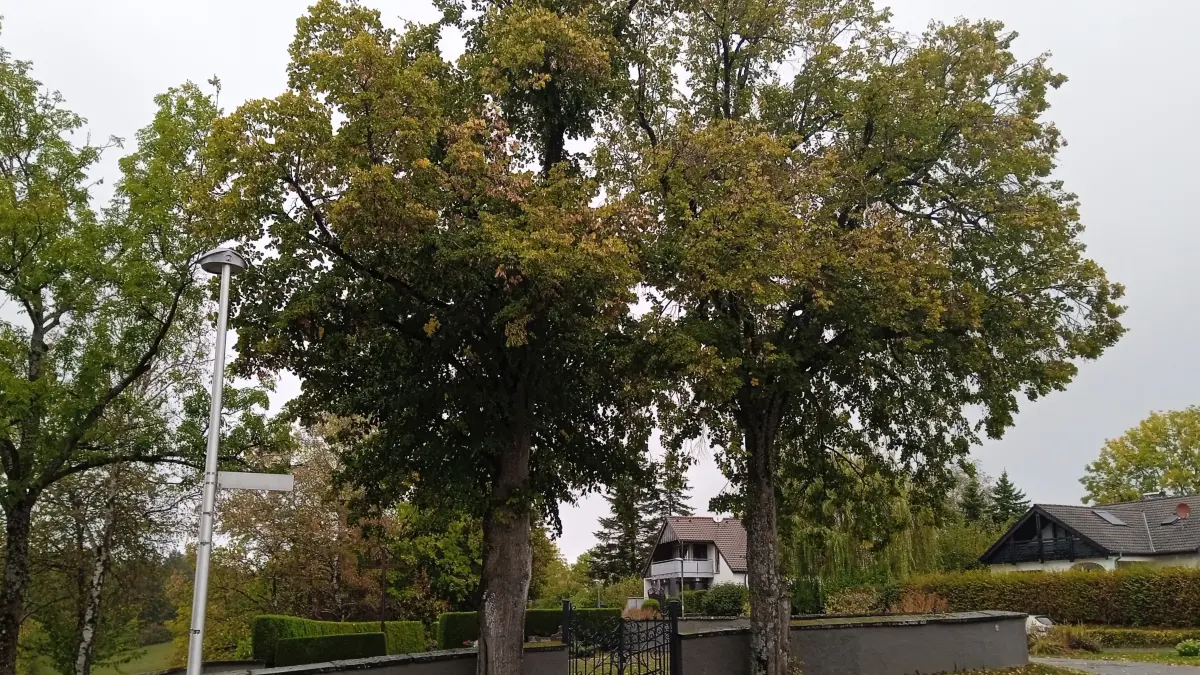 Linden Friedhof Beuren
