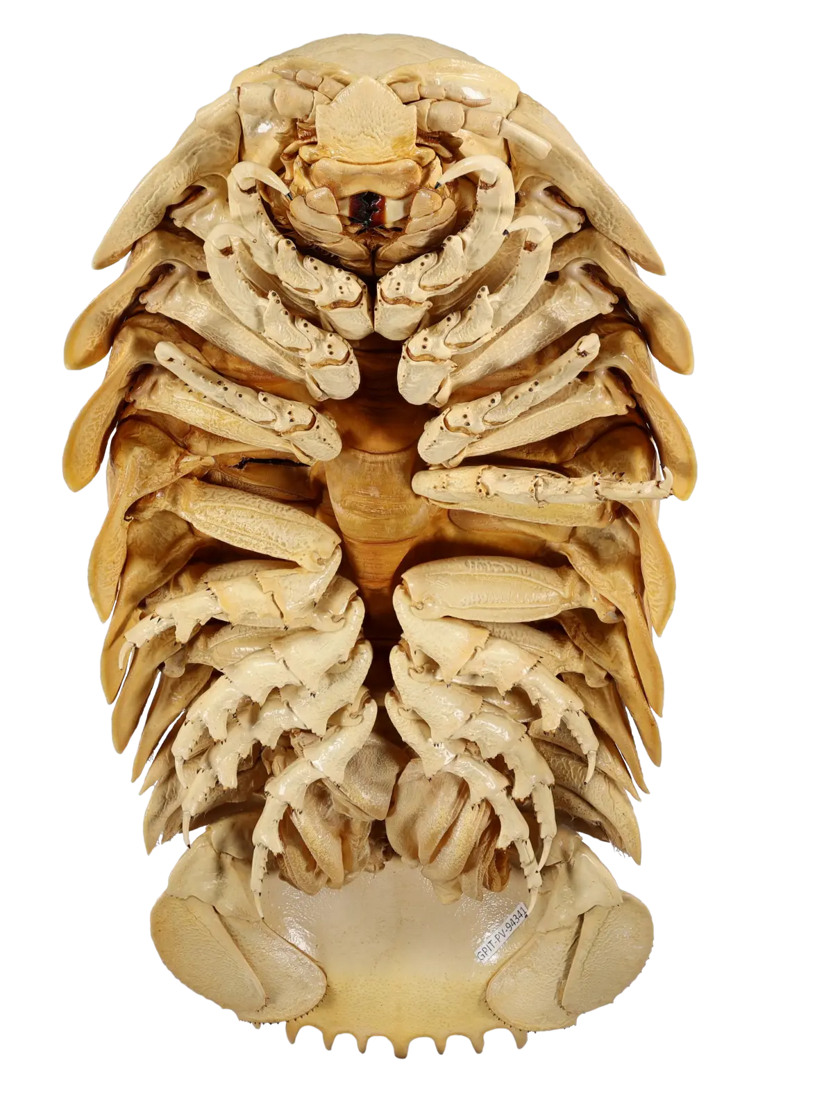 Unterseite des Außenskeletts der neu entdeckten Riesenassel "Bathynomus tuebingoborikensis" mit zahlreichen Beinpaaren.