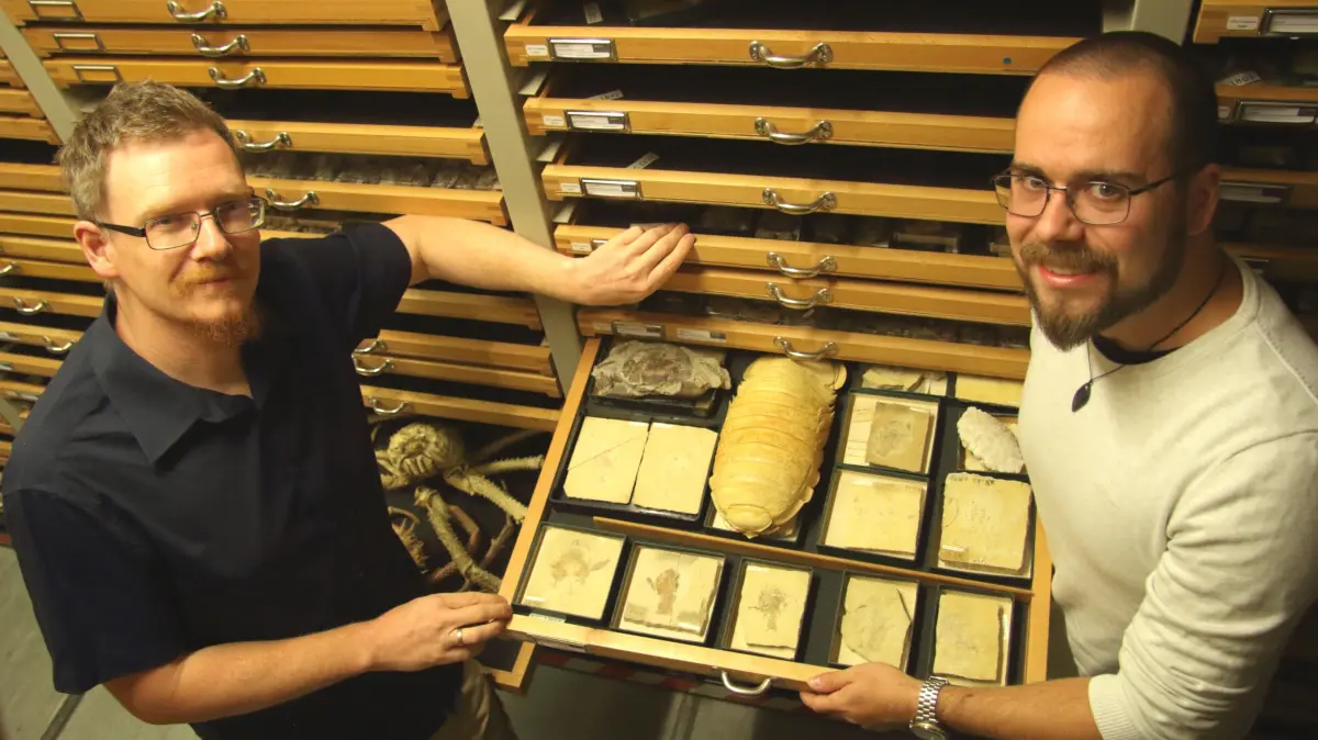 Die Wissenschaftler Ingmar Werneburg (links) und Benedikt Kästle im Archiv der Paläontologischen Sammlung in Tübingen mit Bathynomus tuebingoborikensis, von fossilen Krebstieren umgeben.
