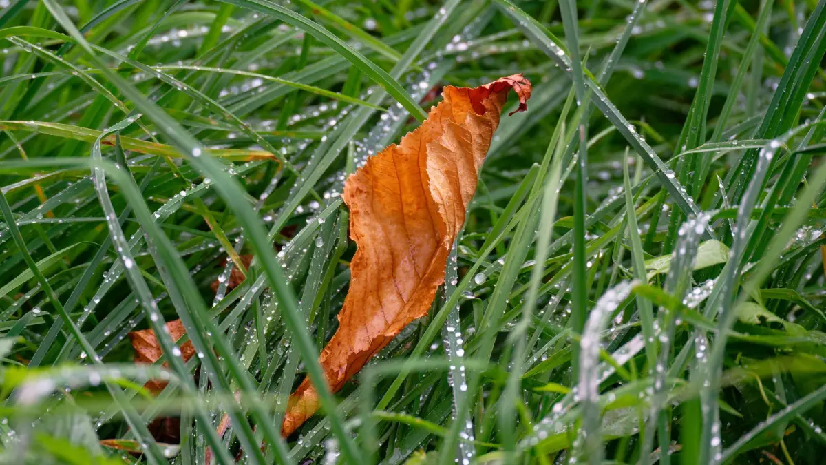 Herbstwetter am Rhein: 11.10.2026, Nordrhein-Westfalen, Rhöndorf: Ein welkes Blatt liegt bei Rhöndorf am Rhein auf einer Wiese. Foto: Henning Kaiser/dpa +++ dpa-Bildfunk +++