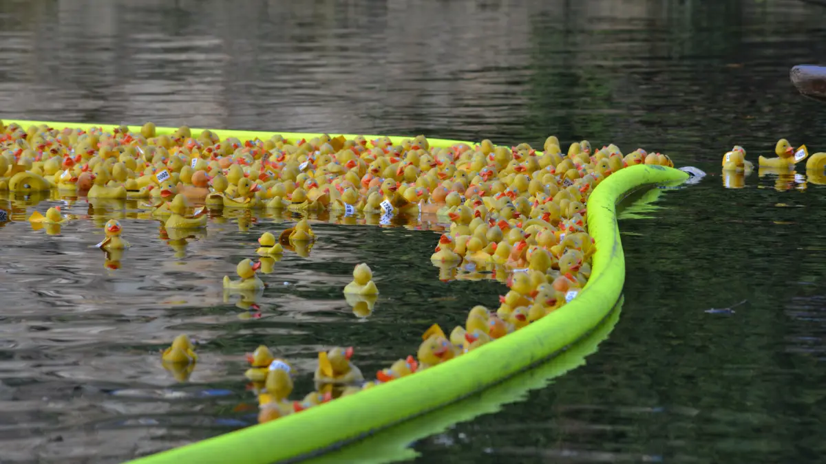 Endlich angekommen - die Enten brauchten in diesem Jahr lange bis zum Ziel.
