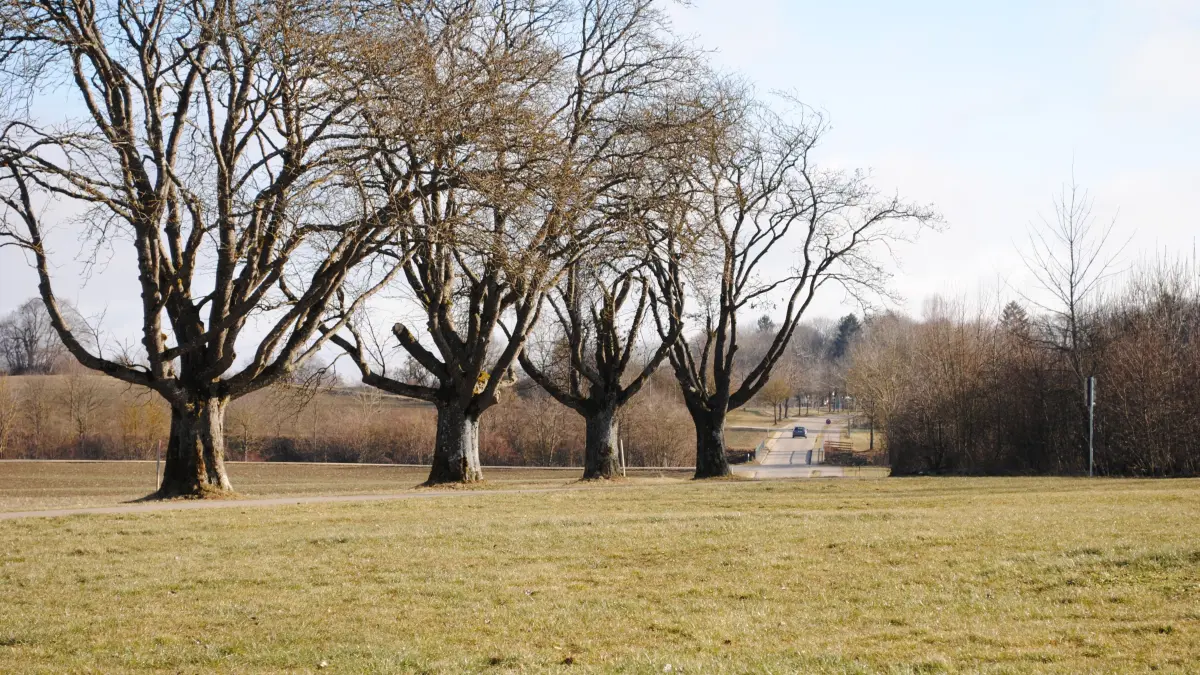 Controversy over tree felling: Three poplars must fall