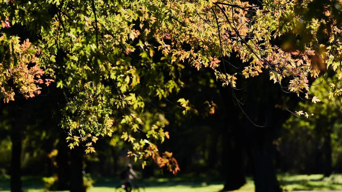 Sonne in Nordrhein-Westfalen: 12.10.2026, Nordrhein-Westfalen, Köln: Ein Radfahrer fährt bei Sonnenschein am Aachener Weiher hinter herbstlich gefärbten Bäumen ENTLANG. Foto: Rolf Vennenbernd/dpa +++ dpa-Bildfunk +++