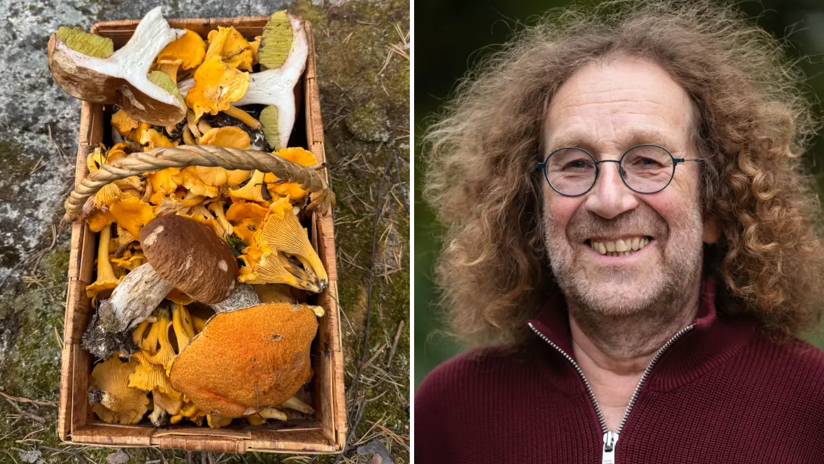 Leckere Fundstücke aus dem Wald: Pilzexperte Prof. Gerd Klein gibt die Pilzsaison 2026 noch nicht auf. Nach einigen Regentagen können Pilzsucher nach der langen Trockenheit auf fette Beute hoffen.