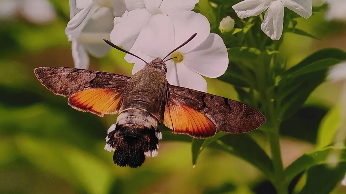 Ein Taubenschwänzchen, das seinen Rüssel in eine Blüte steckt: Das muss man erst einmal vor die Kameralinse bekommen!