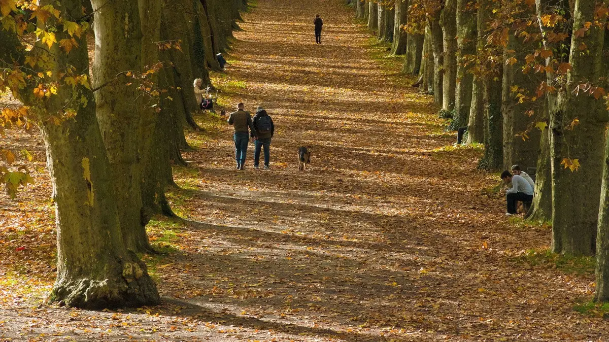 (ohne Überschrift): Vorsicht: Dieses Foto ist möglicherweise nur für den einstigen Verlag Schwäbisches Tagblatt verwendbar. Wetterbild: Der Herbst hat die Platanenallee voll im Griff
31.10.23 Bild: Ulrich Metz