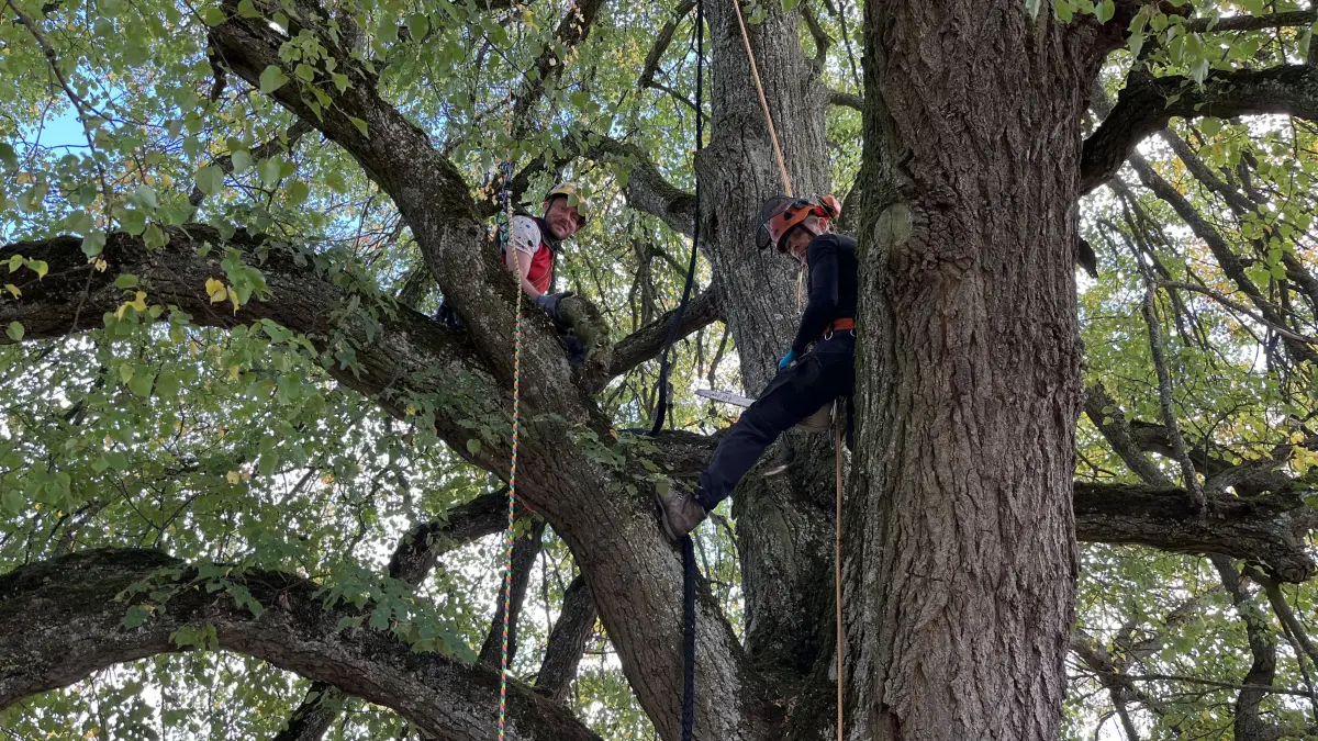 Guido Schator und Johannes Kielmann im Einsatz, um Bäume sicherer zu machen: Sie schneiden Totholz aus dem Naturdenkmal in Asch.