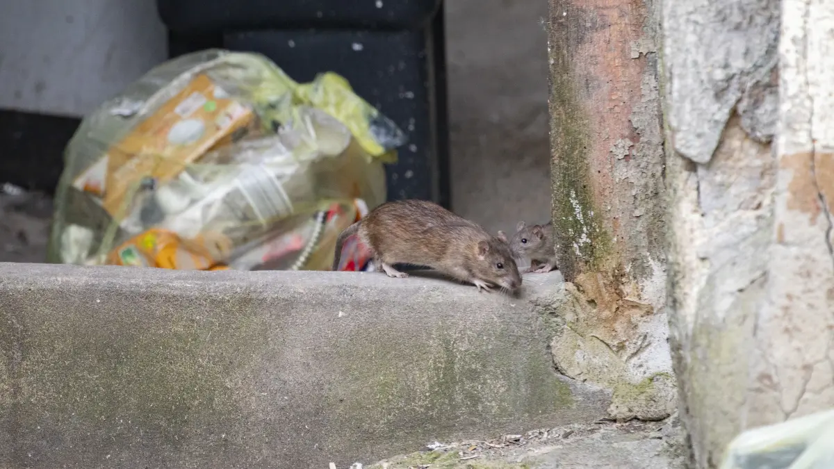 Ratten in der Hauptstraße in Geislingen, die sich zwischen Müll und Sperrmüll tummeln (Archivfoto).