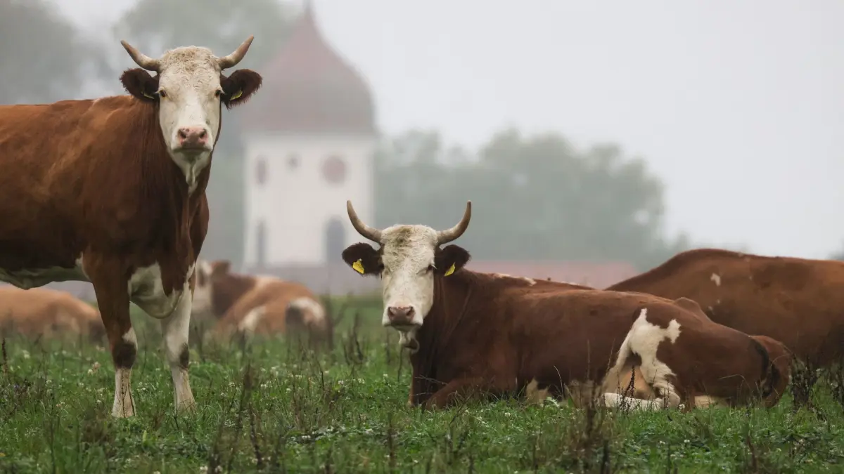 Wetter in Baden-Württemberg: 18.10.2026, Baden-Württemberg, Unlingen: Kühe sind bei Regen im Nebel auf einer Weide unterwegs, während im Hintergrund schemenhaft der Kirchturm der Kirche St. Ulrich in Uigendorf zu erkennen ist. Foto: Thomas Warnack/dpa +++ dpa-Bildfunk +++
