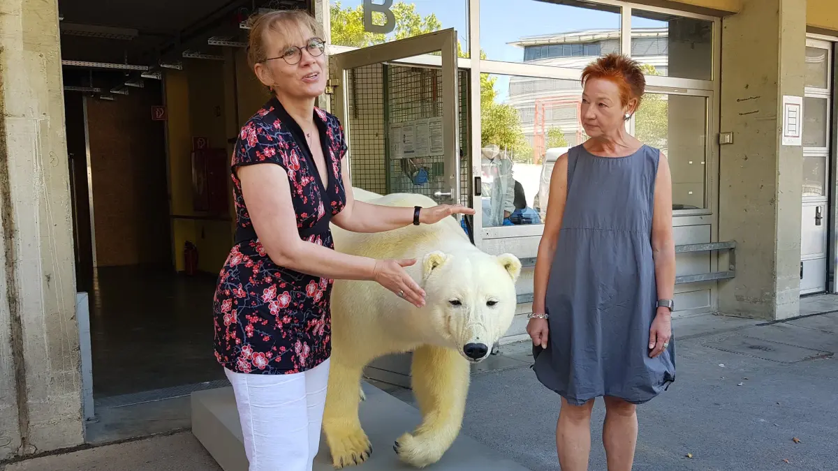 Derzeit zieht die Sammlung des Reutlinger Naturkundemuseums um. Darüber informierten Kulturamtsleiterin Anke Bächtiger (links) und Barbara Kawatzki, die Leiterin des Naturkundemuseum. Zu sehen ist eines der größten Objekte: Ein präparierter Eisbär.