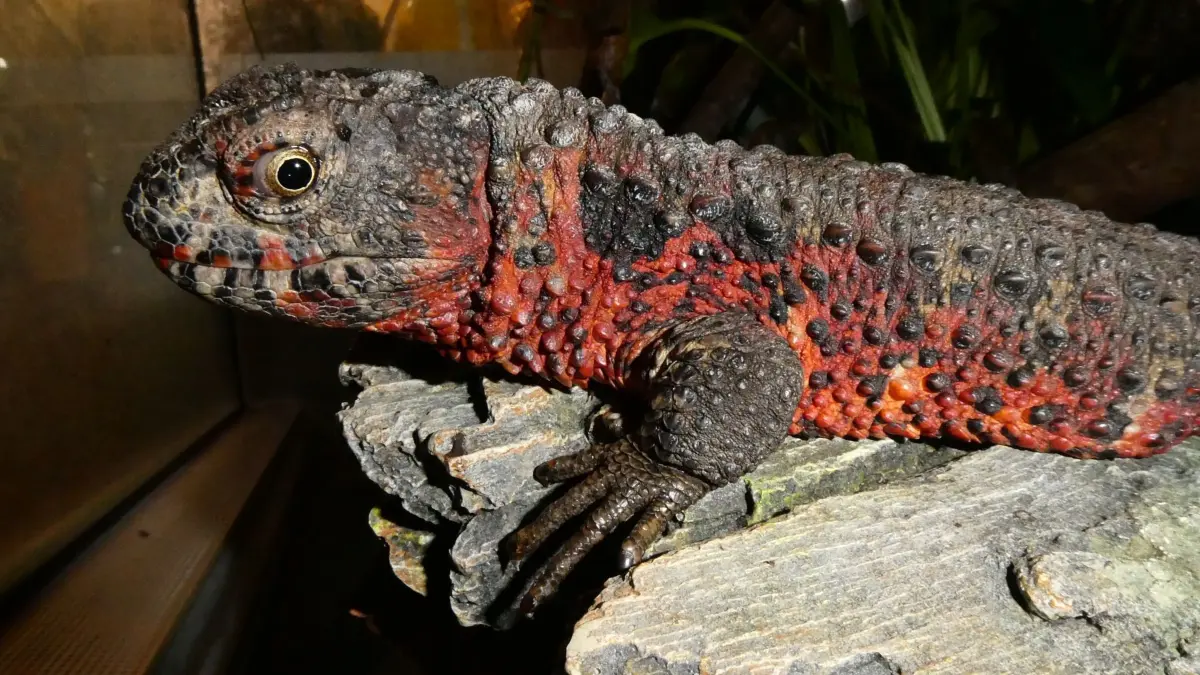 Sie sieht aus wie ein Krokodil im Kleinformat- und ist in der Natur fast ausgestorben. Die Krokodilschwanzechse. Shinisaurus crocodylurus