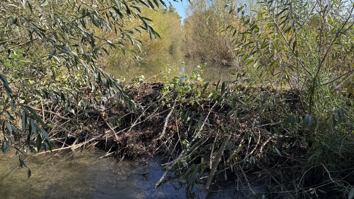 Ein massiver Biber-Damm staut derzeit das Wasser der Starzel unterhalb der Schützenbrücke.