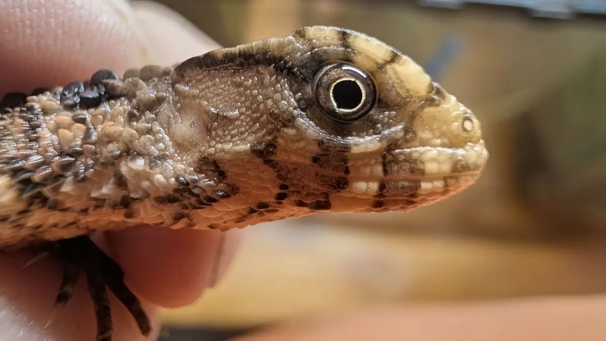 Sie sieht aus wie ein Krokodil im Kleinformat- und ist in der Natur fast ausgestorben. Die Krokodilschwanzechse.