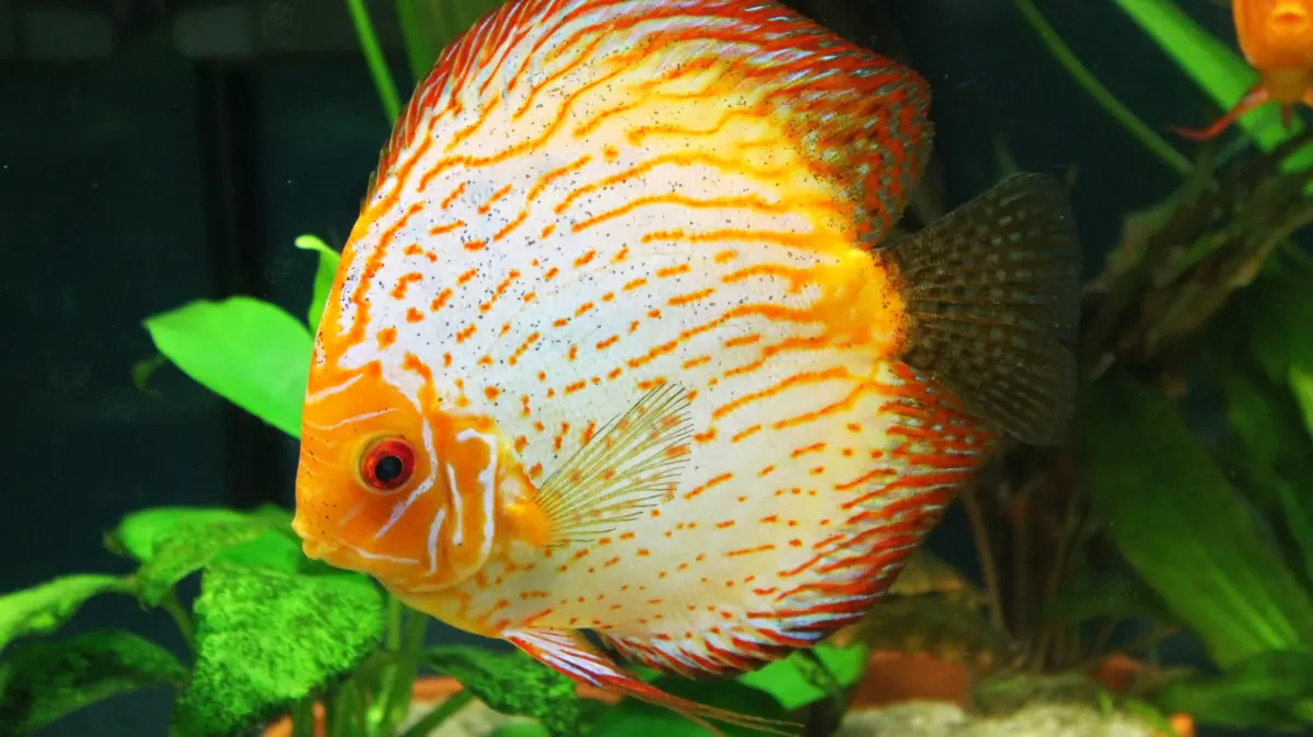 Diskusfisch Terrarienfreunde Mössingen