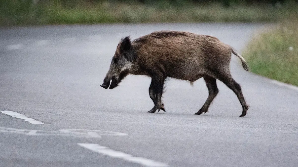 Wildschwein auf Straße: Ein Wildschwein läuft über eine Straße. (zu dpa: «Sechs tote Wildschweine und mehr als 100.000 Euro Schaden»)
