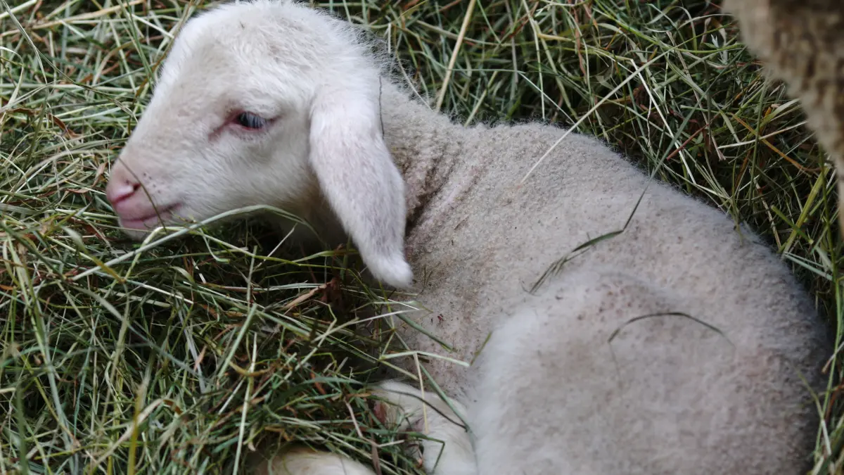 Ein neugeborenes Lamm. Der Erreger des Q-Fiebers, das Bakterium Coxiella burnetii, wird besonders bei der Geburt von Lämmern und Kälbern ausgeschieden.