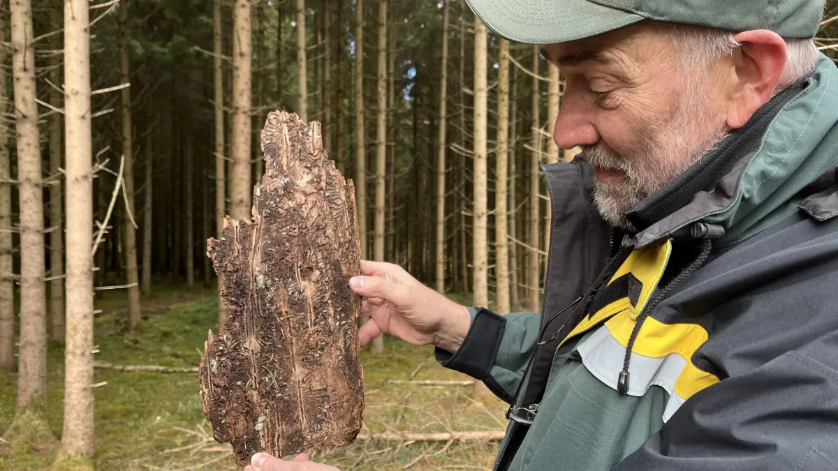 Johannes Lutz vom Kreisforstamt zeigt am Privatwaldtag wie eine Borke aussieht nachdem sich der Buchdrucker eingenistet hat. Die Borke ist die tote Schicht der Baumrinde.