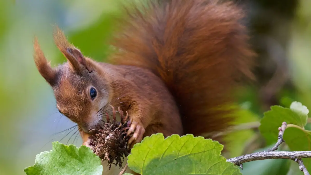 Eichhörnchen: 26.10.2026, Bayern, München: Ein Eichhörnchen frisst die Nüsse von einem Haselnussbaum. Foto: Sven Hoppe/dpa +++ dpa-Bildfunk +++