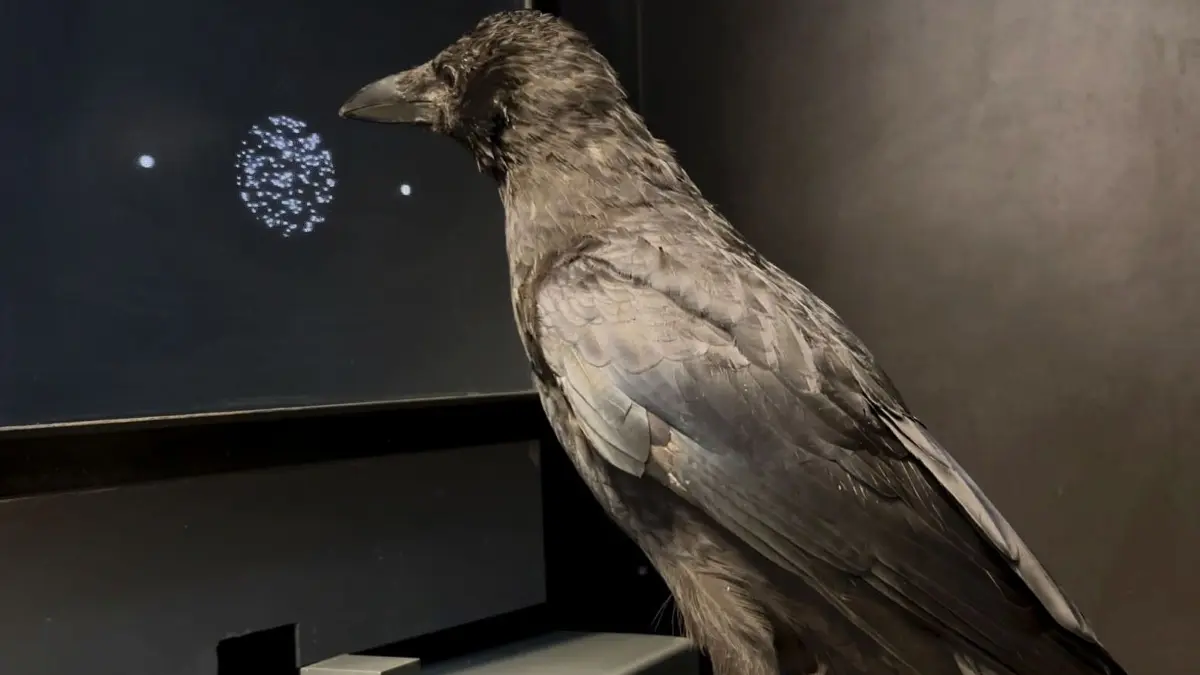 Das Experiment: Die Krähe soll entscheiden, ob sich eine bestimmte Anzahl weißer Punkte auf dem schwarzen Bildschirm gleichzeitig nach links oder nach rechts bewegt. Ihre Entscheidung gibt sie an, indem sie auf dem Monitor auf den entsprechenden Zielkreis links oder rechts pickt.