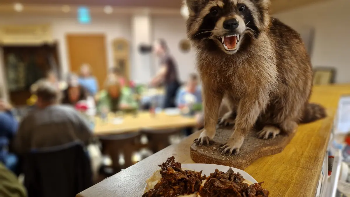 Waschbäre und Pulled Waschbär Burger