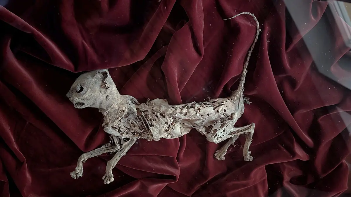 Mumifizierte Katze, Dorfmuseum Börstingen, gefunden bei eine Altbausanierung in Starzach