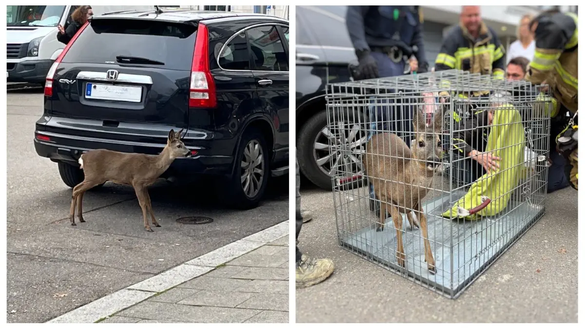 Es ging alles gut aus als am Freitagmorgen ein Reh in der Neu-Ulmer Ludwigsstraße auftauchte.