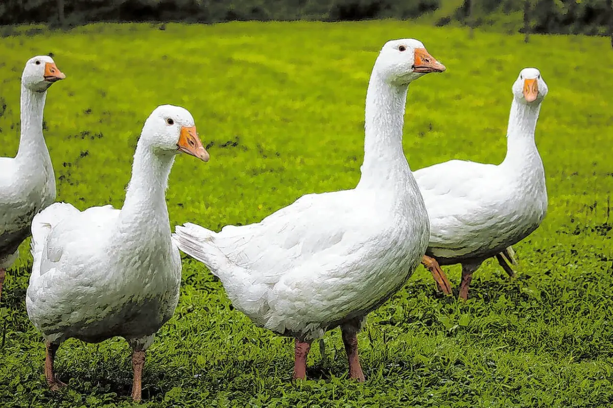 Gänse in Freilandhaltung. ⇥Foto: pixabay