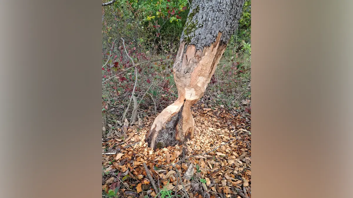 Hier war der Biber am Werk: Zwischen Dußlingen und Gomaringen hat sich der fleißige Nager an der Wiesaz über einen Baum hergemacht.
